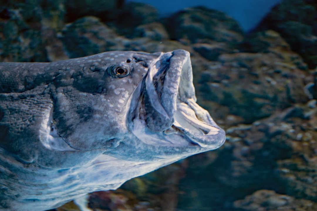 23 wichtige Fragen zu Hüpferlinge Im Aquarium