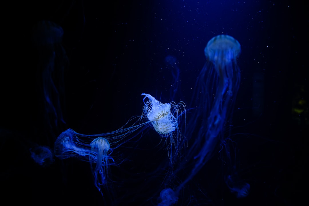 23 wichtige Fragen zu Sind Krebse Im Aquarium Nachtaktiv?