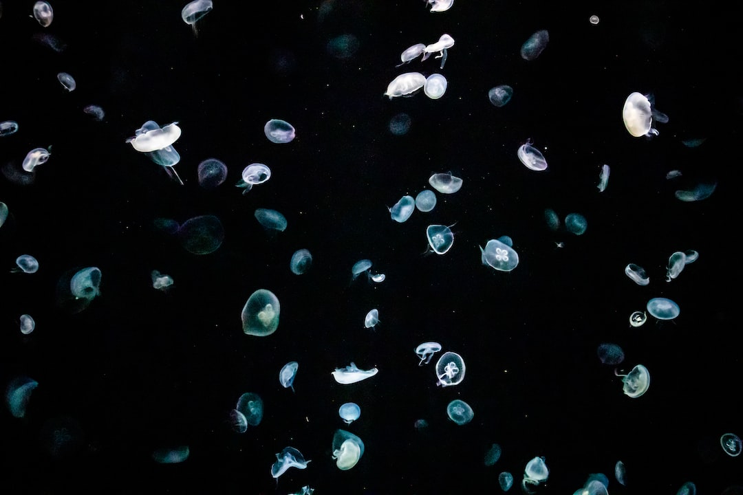 23 wichtige Fragen zu Unterwasserkleber Aquarium