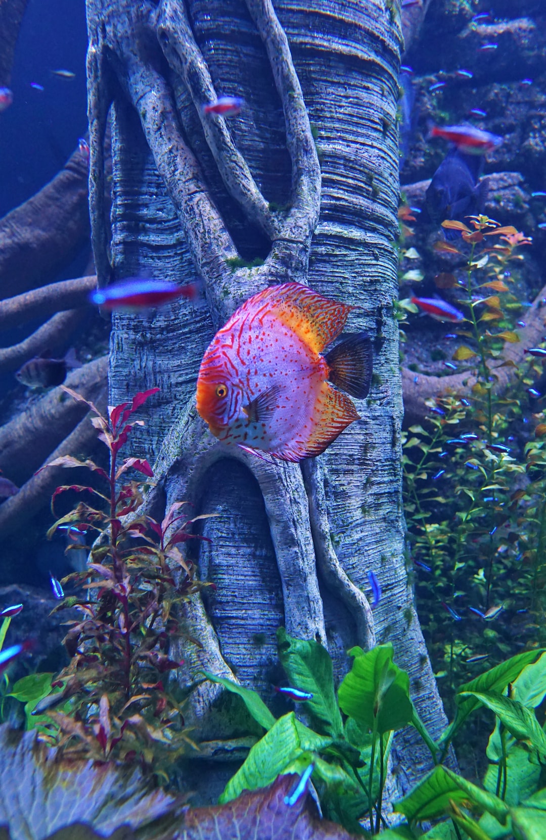 Aquarium Reinigen