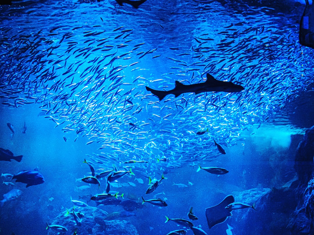 23 wichtige Fragen zu Gasübersättigung Aquarium