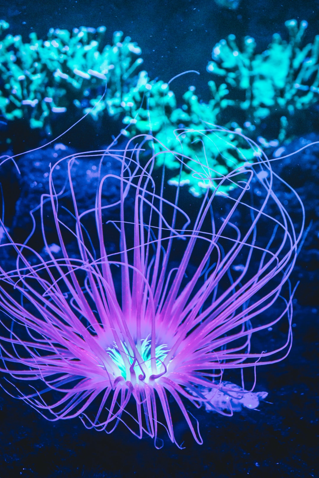 23 wichtige Fragen zu Nano Aquarium Aquascaping