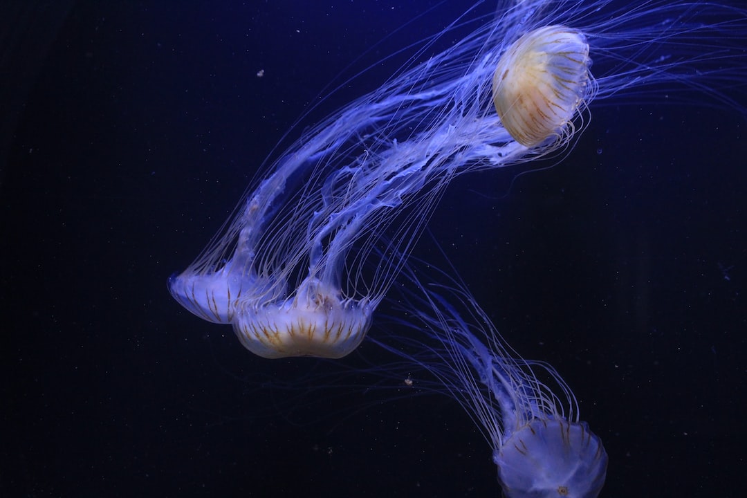 23 wichtige Fragen zu Aquarium Ohne Heizung