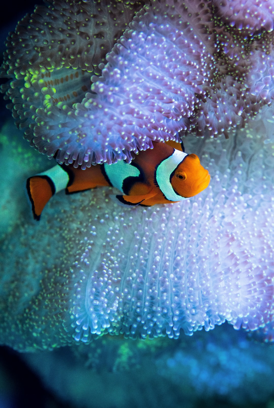 24 wichtige Fragen zu Welche Schnecke Frisst Schnecken Im Aquarium?