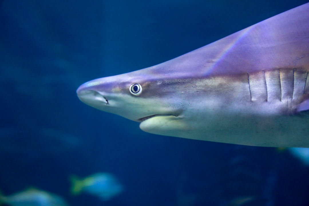 24 wichtige Fragen zu Aquarium Fische Zu Verschenken