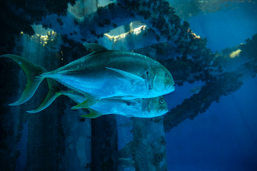 24 wichtige Fragen zu Größtes Aquarium Der Welt Dubai