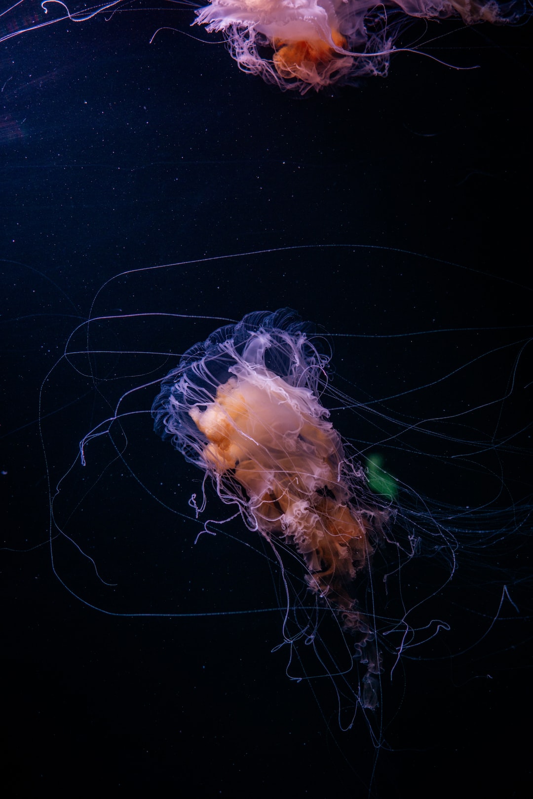 24 wichtige Fragen zu Welches Ist Das Größte Aquarium Von Juwel?