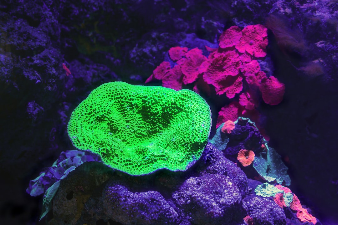 24 wichtige Fragen zu Aquarium Pflanzen Gegen Algen
