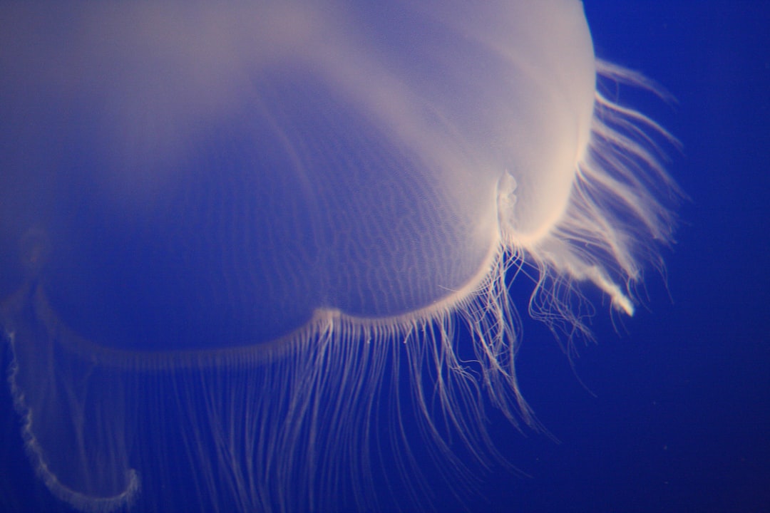 24 wichtige Fragen zu Moorkienwurzel Aquarium