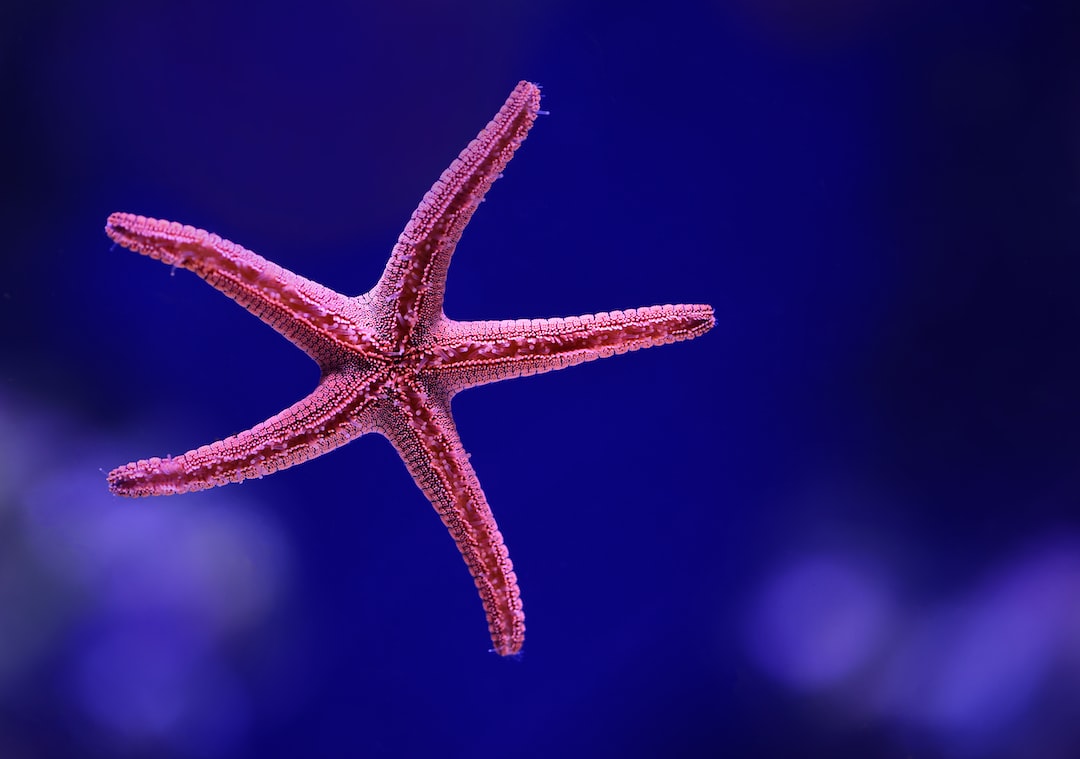 24 wichtige Fragen zu Rochen Im Aquarium