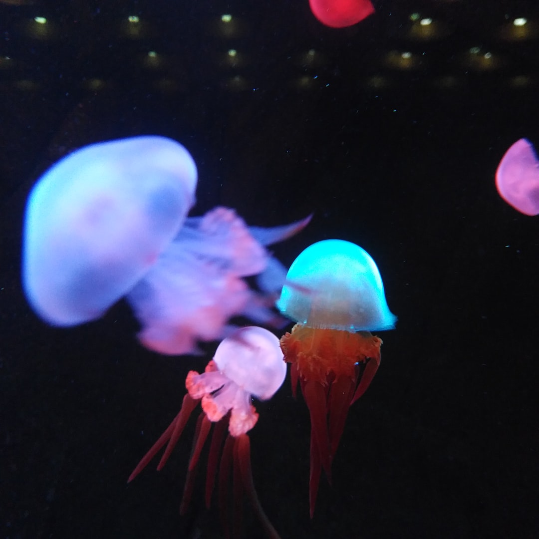 24 wichtige Fragen zu Sauger Für Aquarium