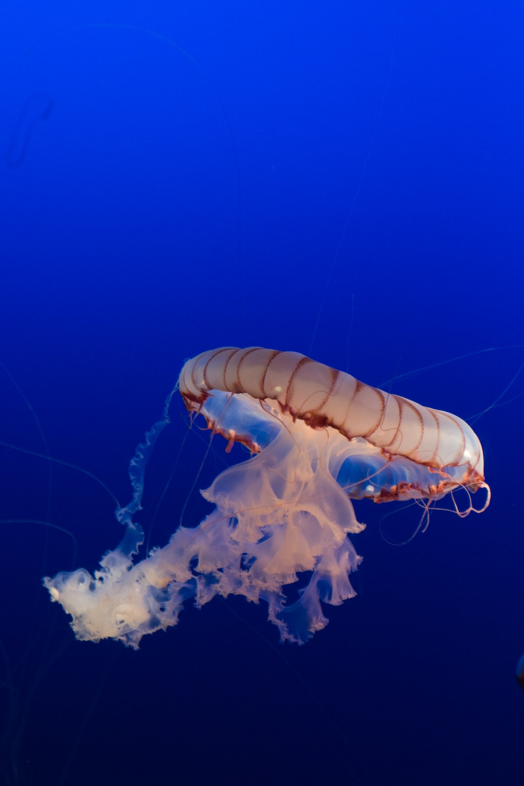24 wichtige Fragen zu Bodendünger Aquarium