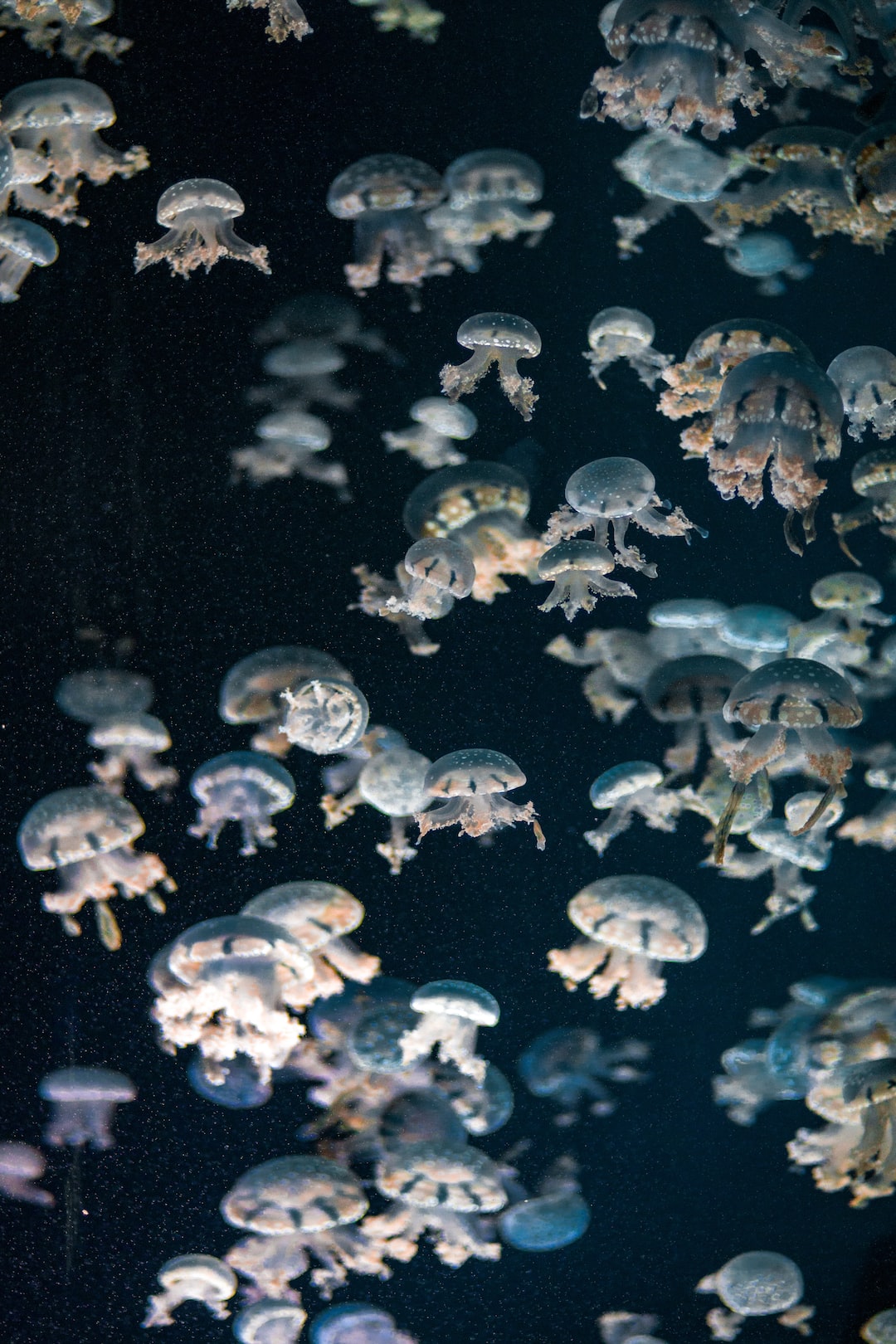 24 wichtige Fragen zu Aquarium Duden