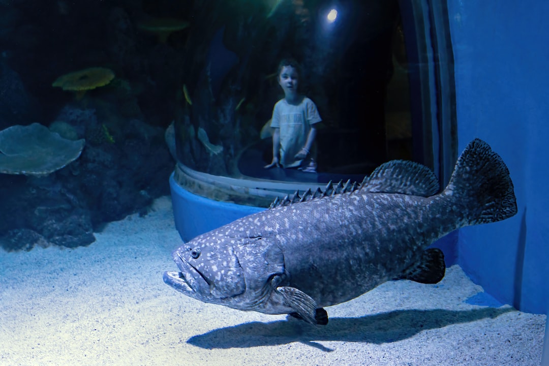 24 wichtige Fragen zu Aquarium Mit Integriertem Filter