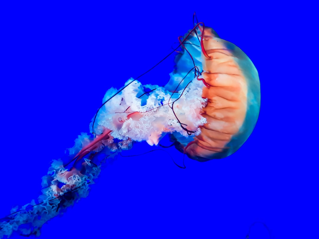 Aquarium Hintergrundbild