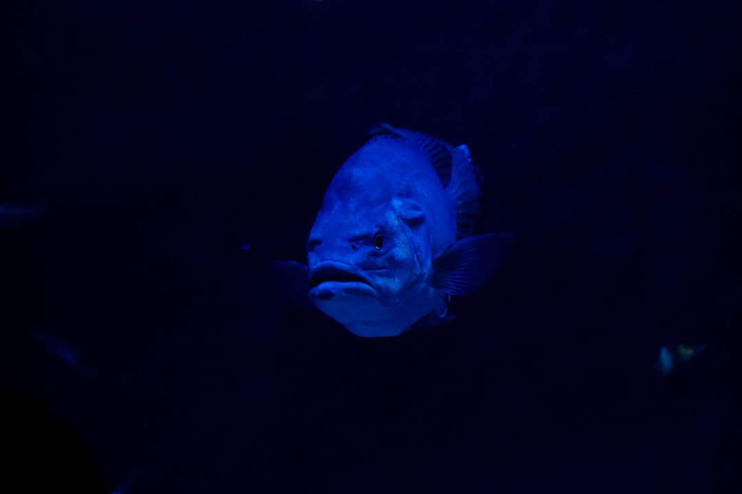 Bonsai Aquarium