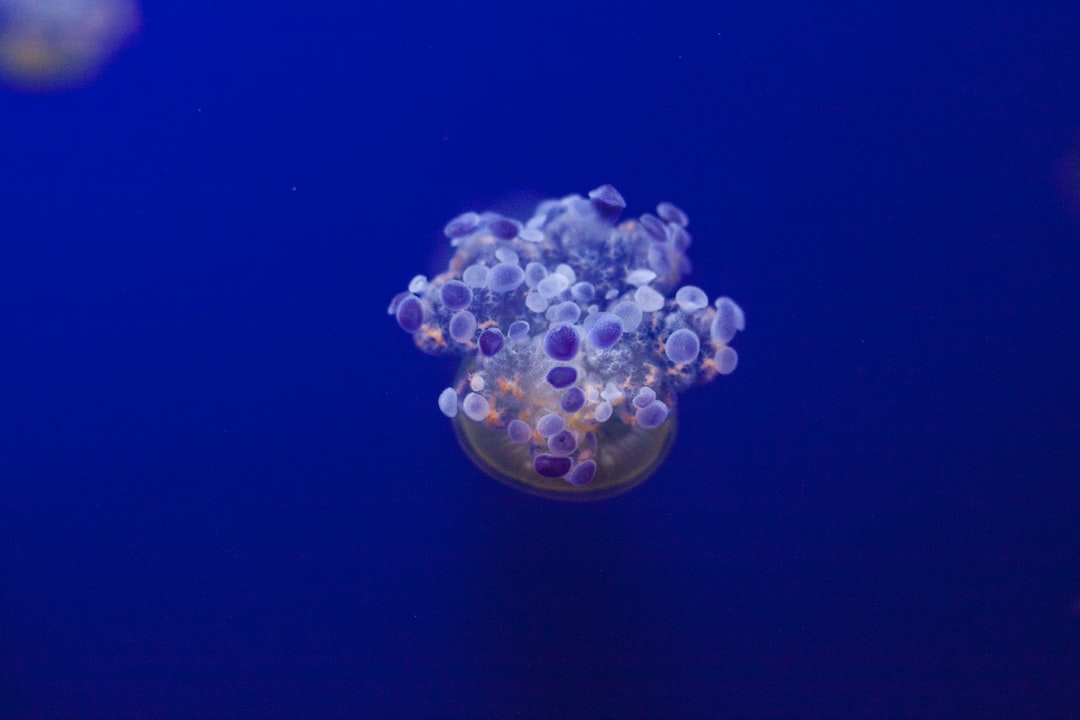 24 wichtige Fragen zu What Does A Circulation Pump Do In An Aquarium?