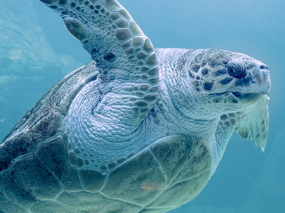 24 wichtige Fragen zu Kölle Zoo Aquarium Komplettset