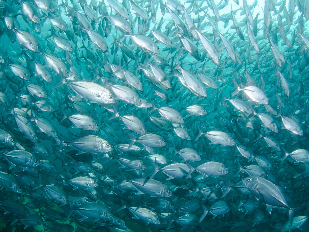 24 wichtige Fragen zu Welche Fische Laichen Im März?