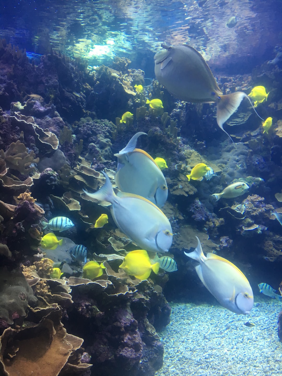 24 wichtige Fragen zu Meerwasser Aquarium Wasserwechsel