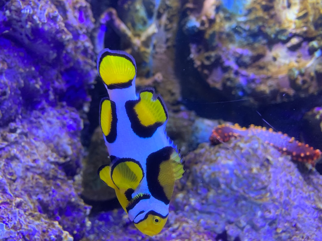 24 wichtige Fragen zu Aquarium Beleuchtungsdauer Mittagspause