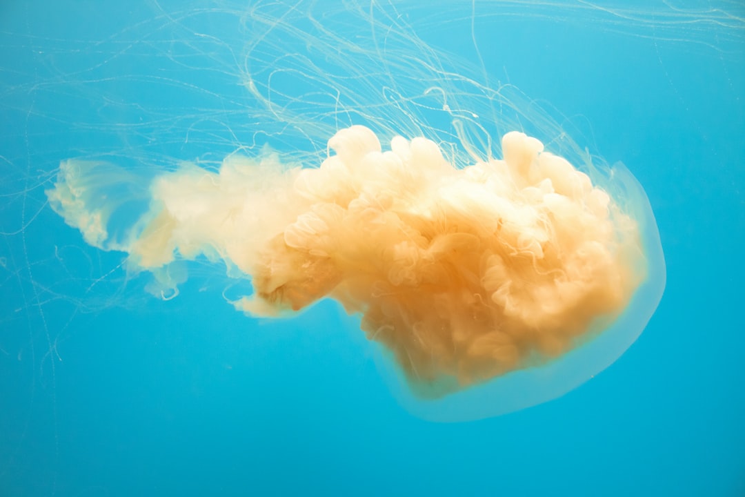 24 wichtige Fragen zu Are Plastic Aquarium Decorations Safe?