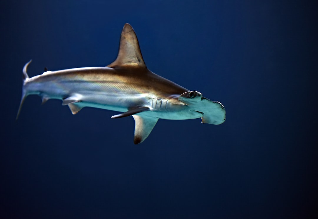24 wichtige Fragen zu Fadenalgen Im Aquarium Bekämpfen