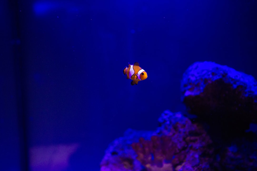 24 wichtige Fragen zu Skyrim Aquarium
