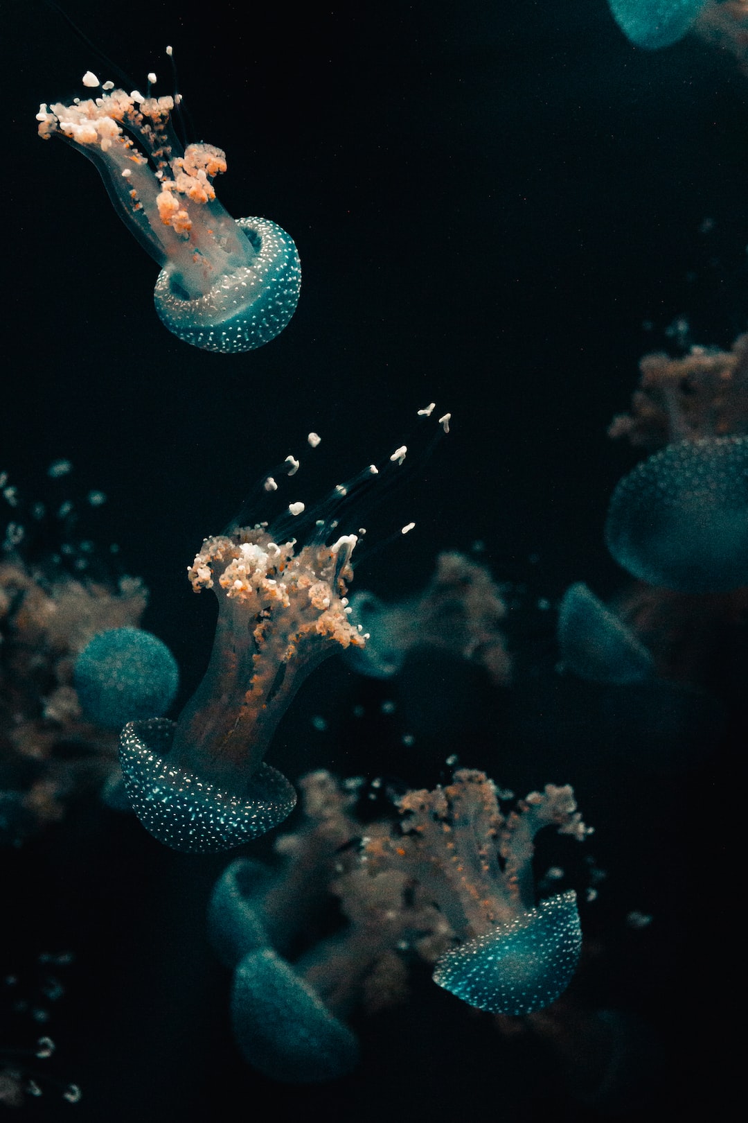 24 wichtige Fragen zu Wo Befindet Sich Das Größte Aquarium?