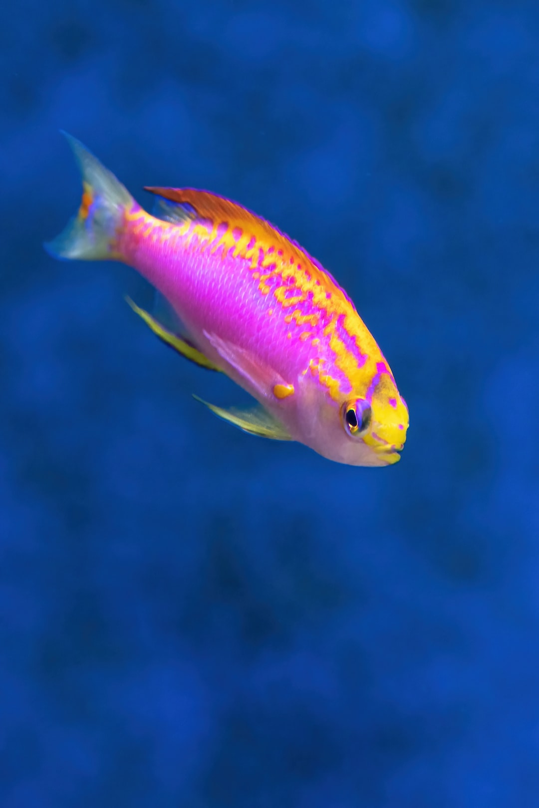 24 wichtige Fragen zu Aquarium Desinfizieren