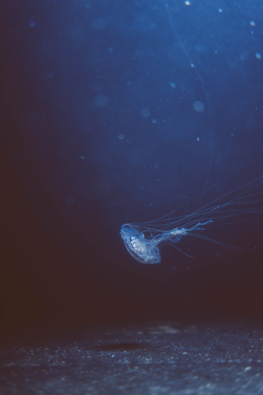 24 wichtige Fragen zu Wie Oft Sollte Man Aquarium Filter Reinigen?