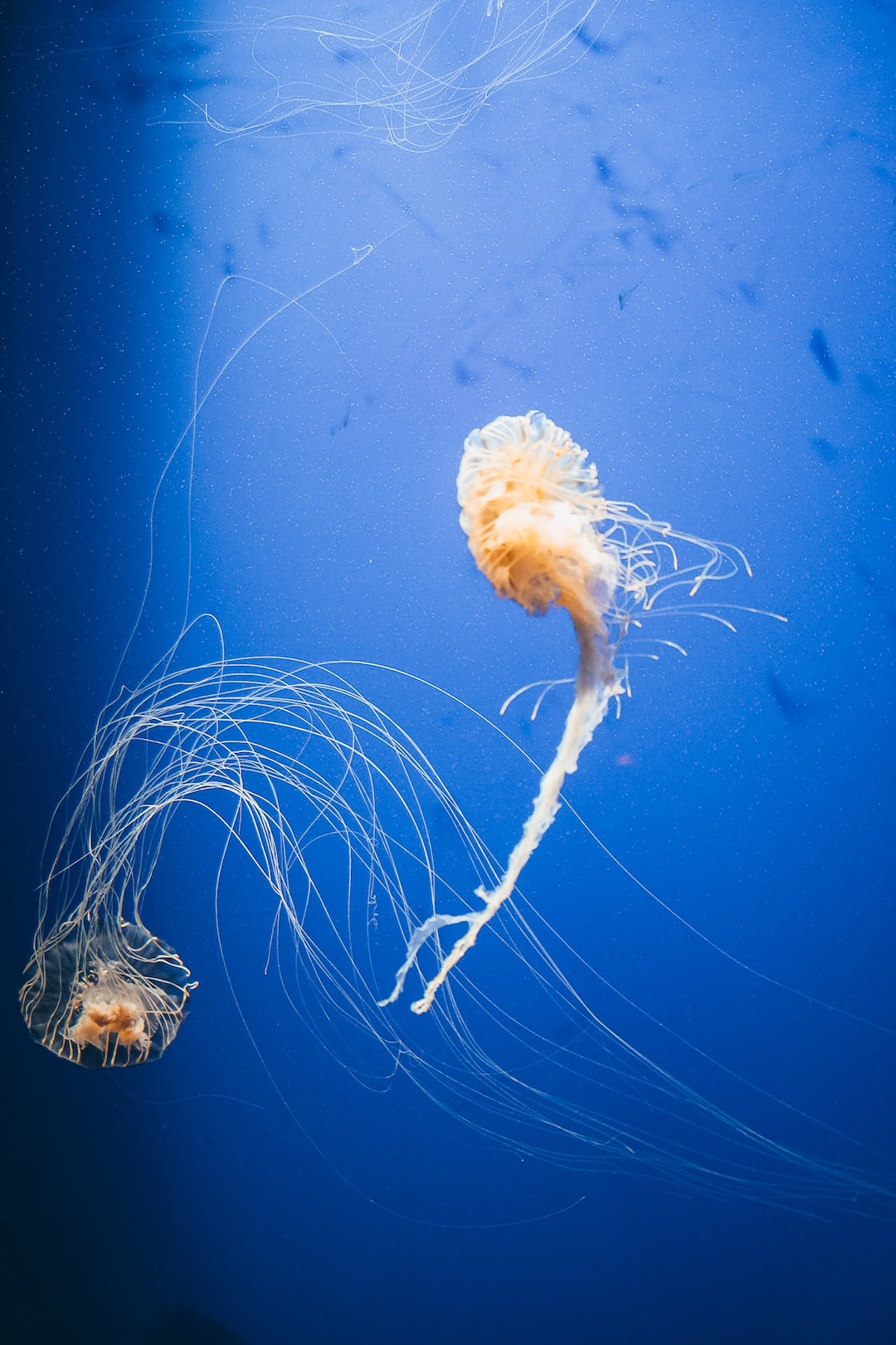 24 wichtige Fragen zu Ionentauscher Aquarium