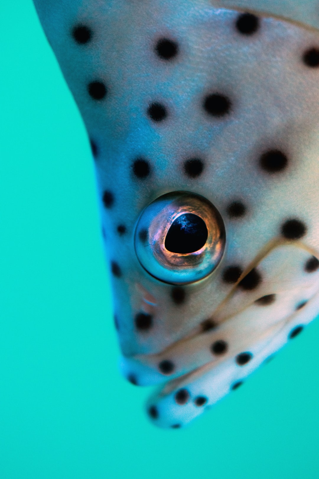 24 wichtige Fragen zu What Does A Drilled Aquarium Mean?
