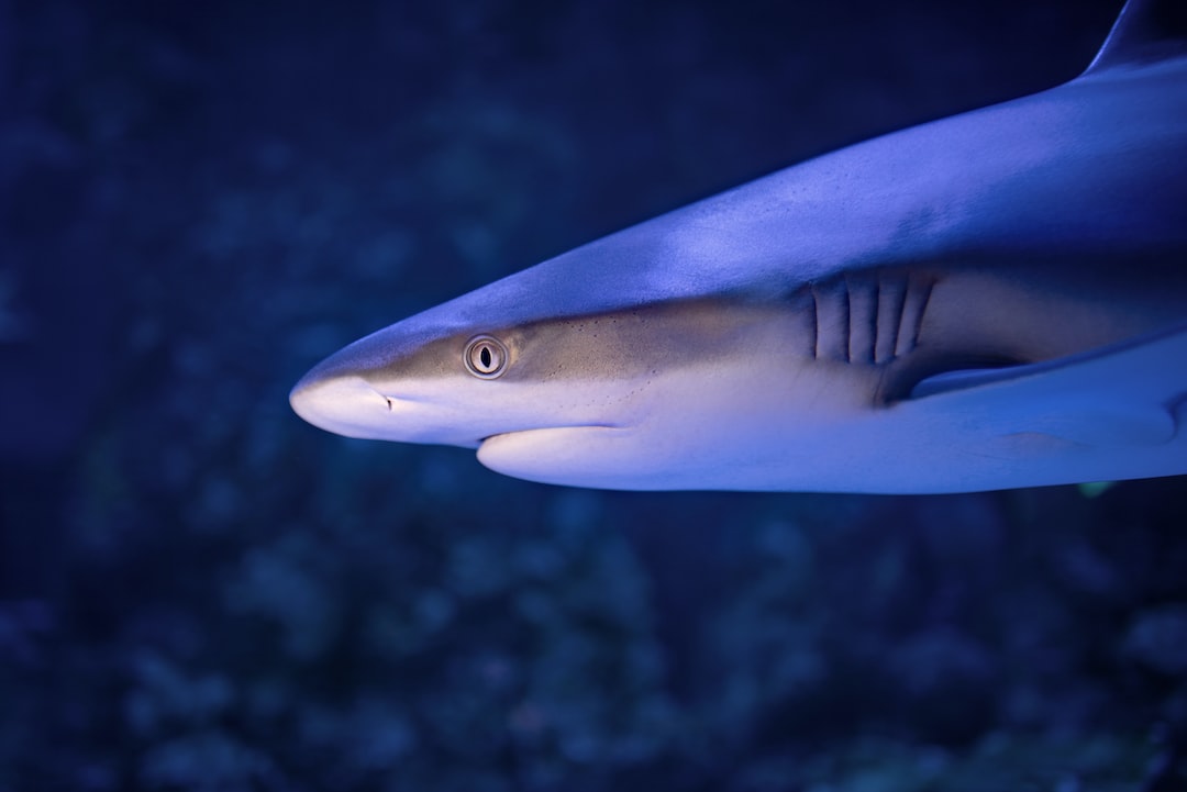 24 wichtige Fragen zu Keller Aquarium