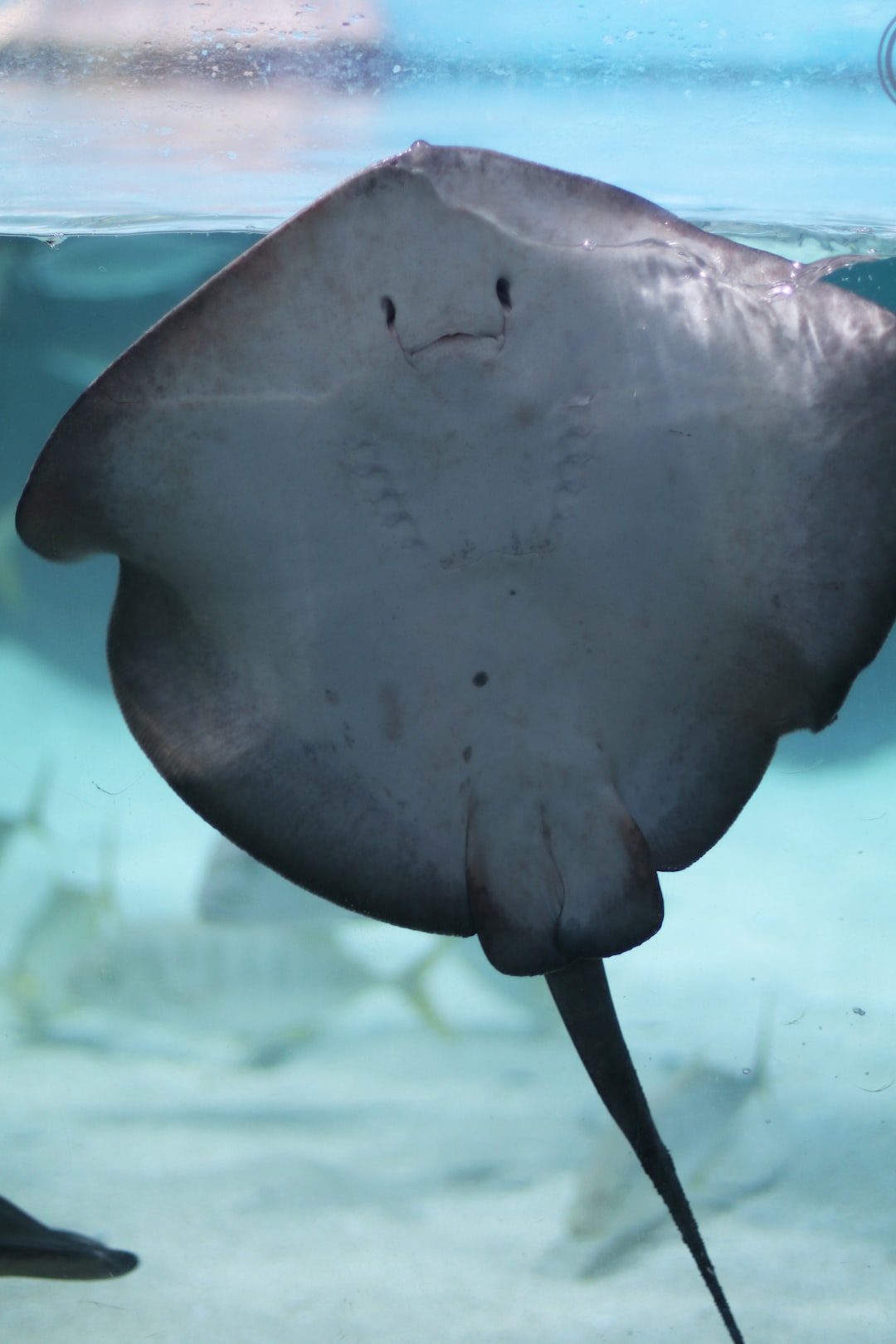 25 wichtige Fragen zu Aquarium Pumpe Leise Machen