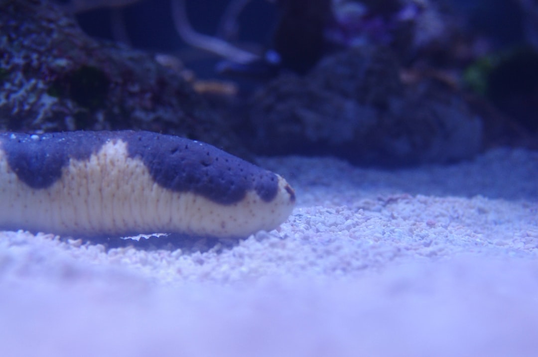25 wichtige Fragen zu Welche Fische Fressen Fadenwürmer?