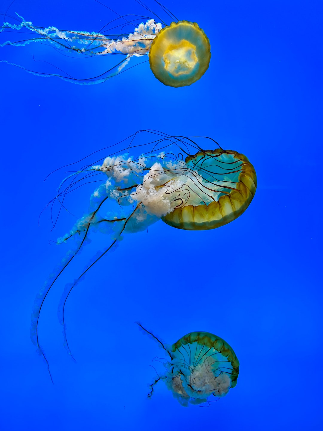 25 wichtige Fragen zu Hecht Fürs Aquarium