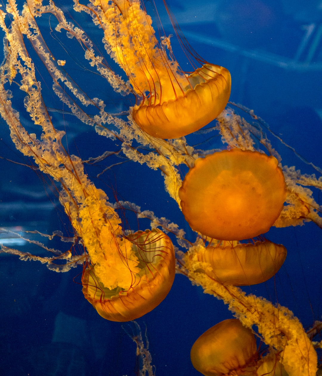 25 wichtige Fragen zu Langes Aquarium