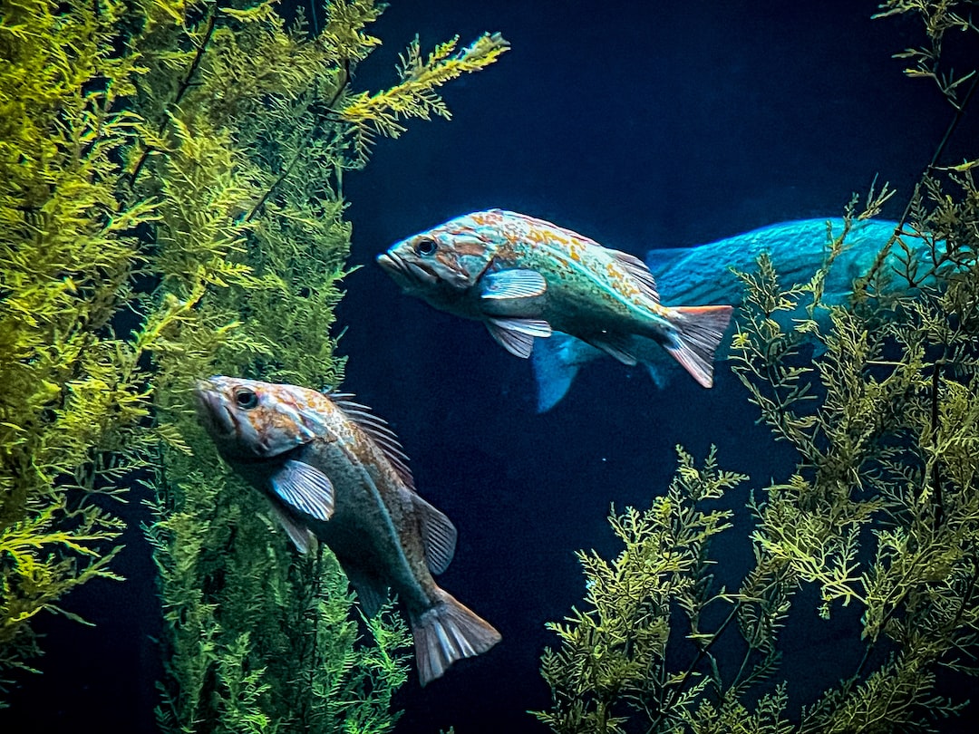 Aquarium 80cm