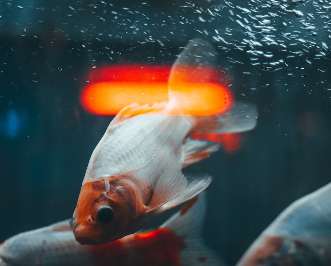 25 wichtige Fragen zu Aquarium Für Axolotl Kaufen