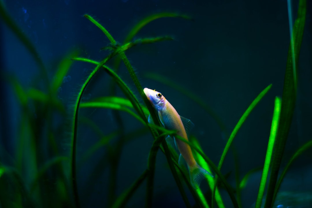 25 wichtige Fragen zu Why Do Betta Fish Like Hammocks?