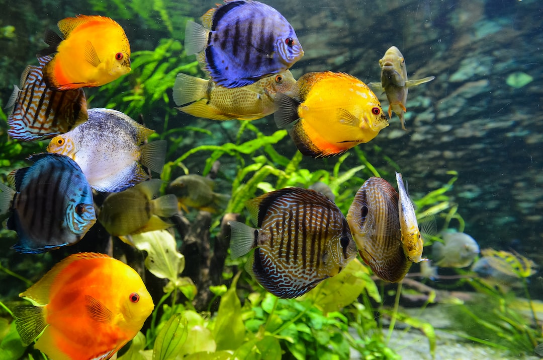 25 wichtige Fragen zu Aquarium Fische Klein