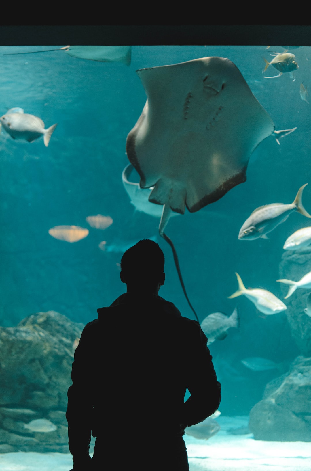 25 wichtige Fragen zu 350 L Aquarium Besatz