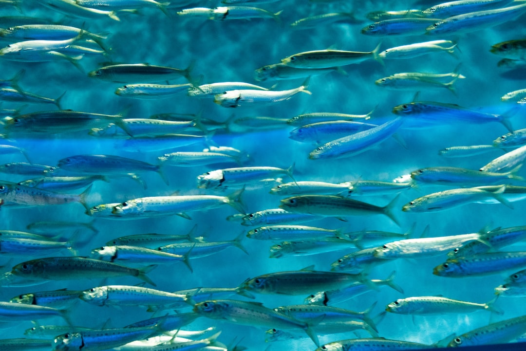 25 wichtige Fragen zu Aquarium Einbauen