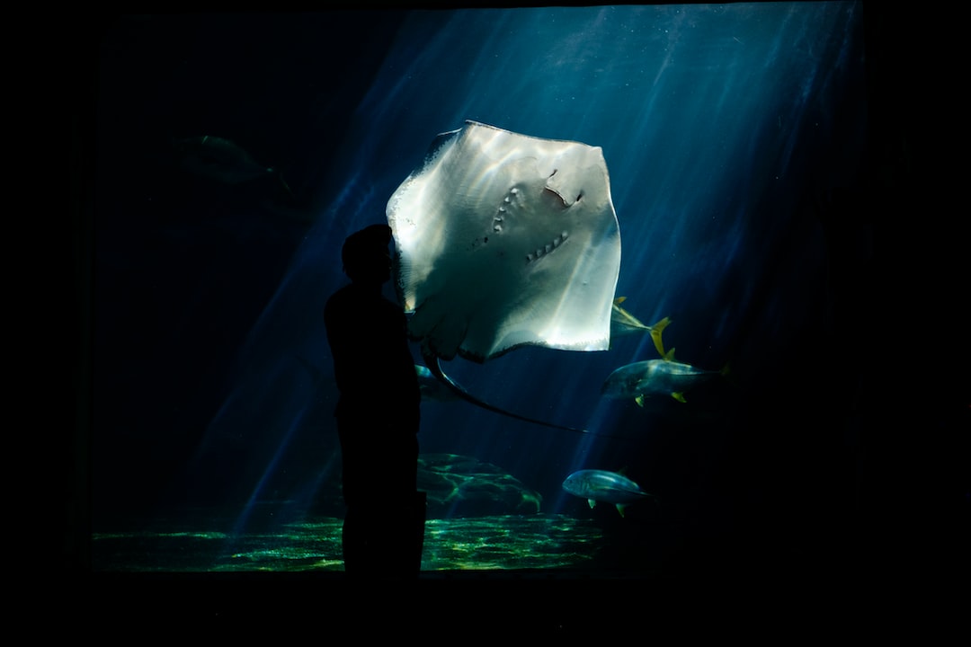 25 wichtige Fragen zu Bambushai Aquarium