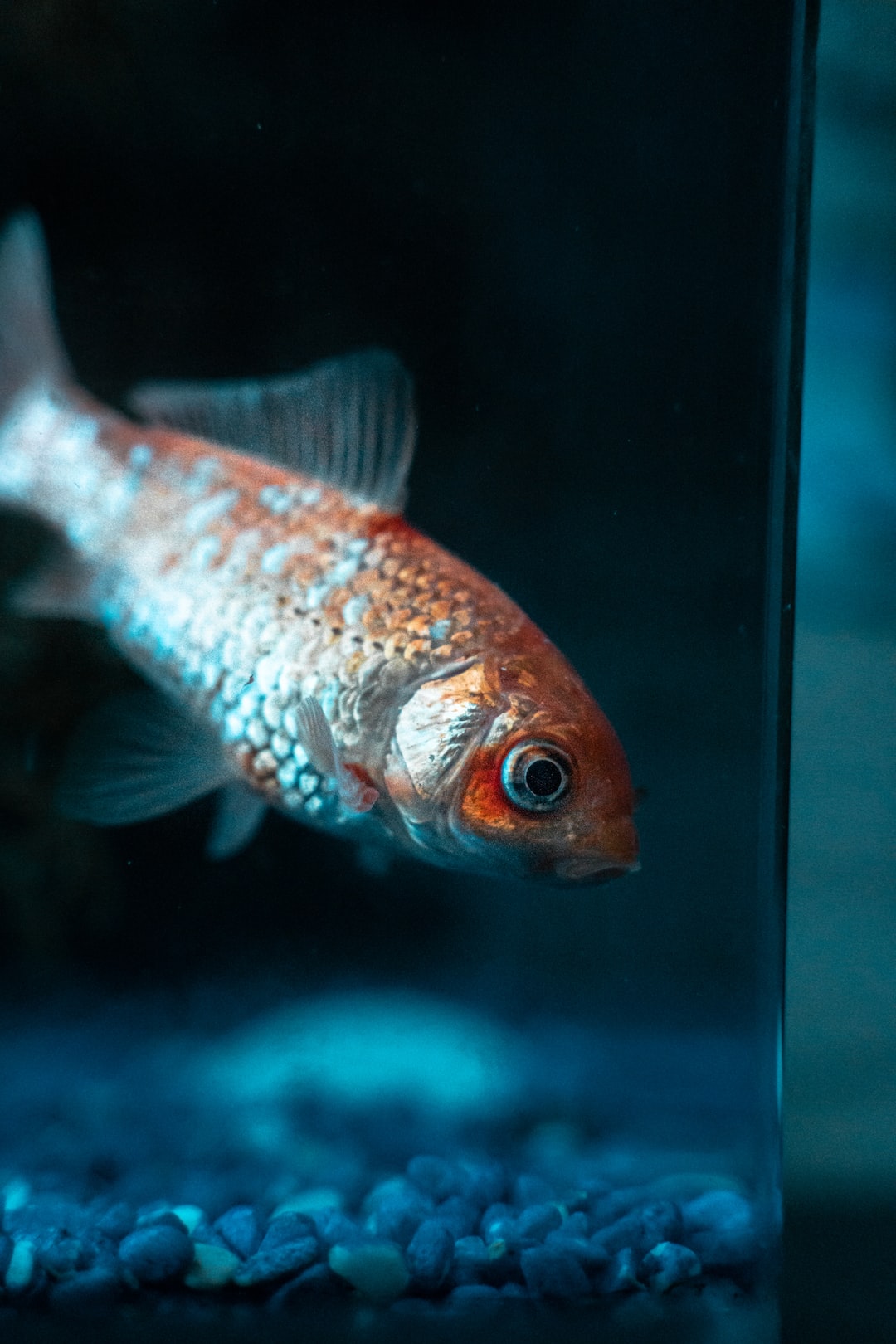 25 wichtige Fragen zu Erbsenkugelfisch Aquarium