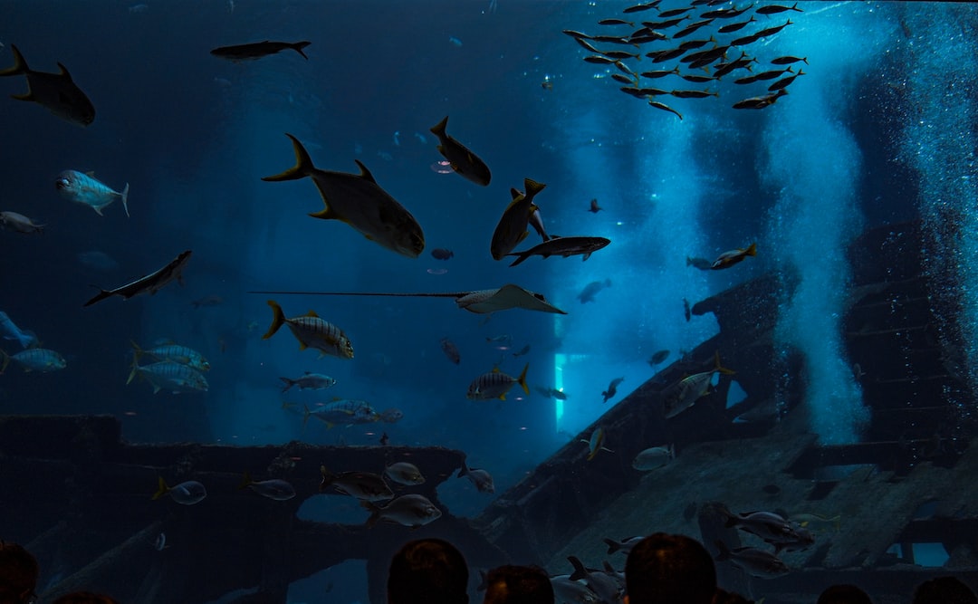 25 wichtige Fragen zu Kleine Haie Aquarium