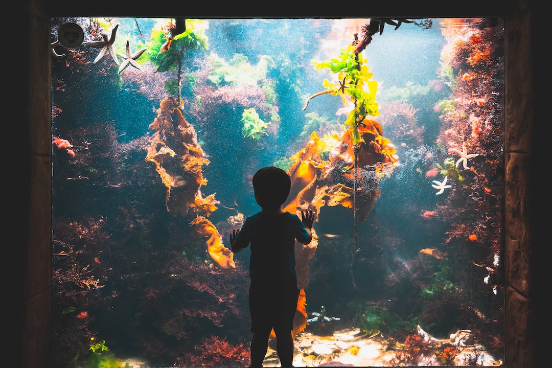 25 wichtige Fragen zu Garnelen Aquarium Fische
