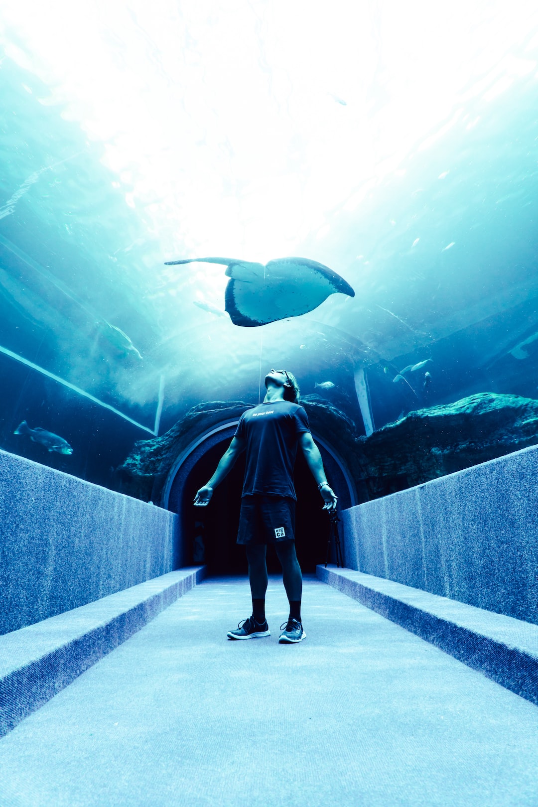 25 wichtige Fragen zu Aquarium In Wand