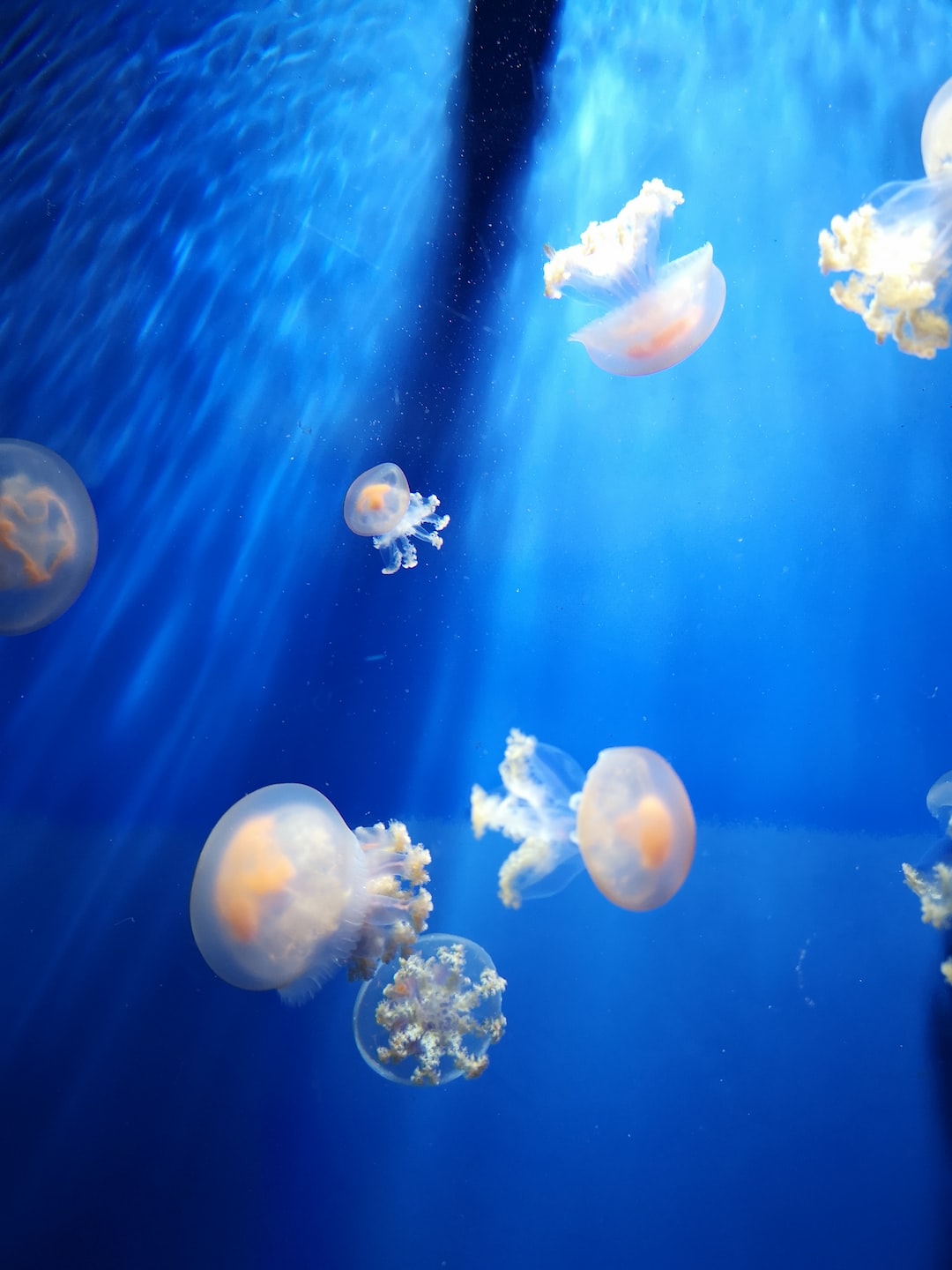25 wichtige Fragen zu Filterbakterien Aquarium